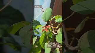 초코리프 새순 성장과정 #식물 #식물키우기 #plants #베란다정원 #힐링 #쇼츠 #초코리프