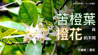 苦橙葉就是平民的橙花？你太小看他了！橙花除了調香，還可以怎麼用？｜雪莉的芳療比一比｜芳療家