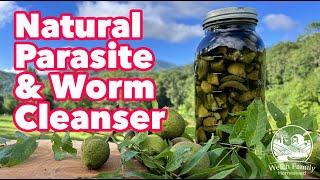 Best Black Walnut Hull Tincture Cleanse For Parasites & Worms