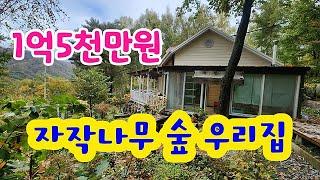 자작나무숲!! 700고지 숲우리집있어요.1억5천만원  #횡성전원주택 #횡성싼토지# 횡성부동산   #횡성소형주택매매 #강원도부동산 #횡성급매물