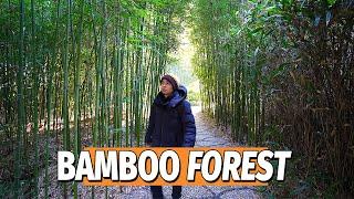 Kyoto Bamboo Forest in China?