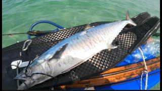 דייג בצלילה חופשית - פלמידה - 18.05.24 - Spearfishing Israel - Spanish Mackerel