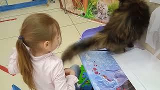 КОТИКИ.КОШКИ.КОТЫ.СТРАНА МУРЛЯНДИЯ.