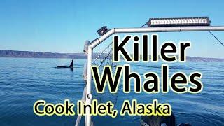 Killer Whales on Cook Inlet, Alaska (Close to Homer)