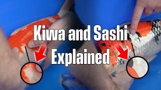 How to Master Kiwa & Sashi: A Practical Guide for Japanese Koi Keepers