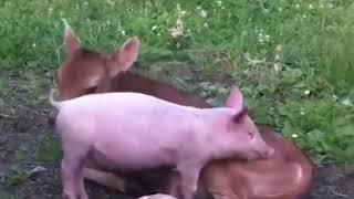 Piglet and Calf playing together is beautiful