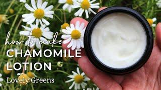 Make Homemade Chamomile Lotion (step-by-step from fresh flowers to natural skincare)