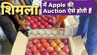 Shimla में Apple ऑक्शन | Shimla Narkanda Apple selling Auction | How rate is fixed for Apple