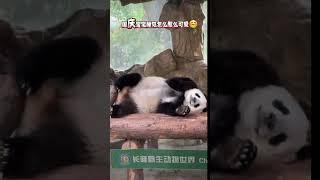 国庆宝宝睡觉四脚朝天，好像可爱版Labubu～ #大熊猫国庆#来这吸熊猫#Labubu