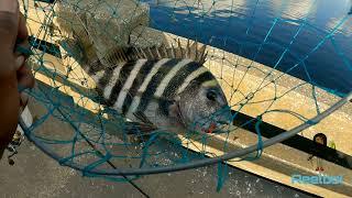 Sheepshead Catches! Using the Bottom Sweeper Jig! Thanks BassproShop!