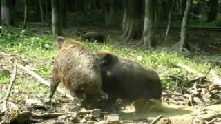 Two wild boars fight