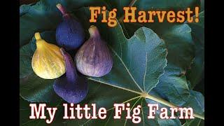 Fig Harvest! Going through my orchard to gather fruit to bring to the California Rare Fruit Growers.