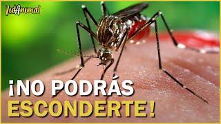 Está es la razón por la que los mosquitos te pican.