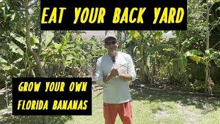 Helpful Tips for Growing Florida Bananas