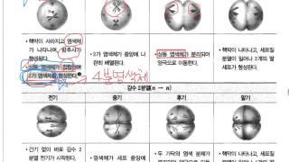 중3. 4단원 생식세포분열