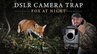 DSLR Camera Trap - Irish Wildlife Photography (Red Fox)