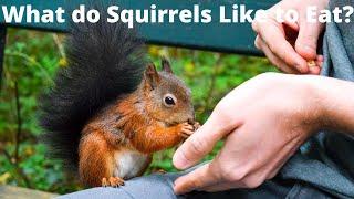 what do squirrels like to eat?