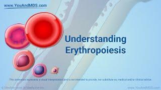 Understanding Erythropoiesis