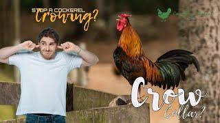 Cockerels Roosters- can you stop them from crowing? Should I use a crow collar? Raising chickens