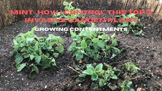 Mint: How I control this top 3 invasive garden plant, Vlog #91