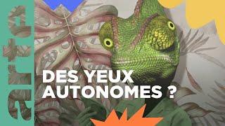 Les super pouvoirs des yeux des caméléons | ARTE Family