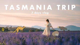 [Tasmania 6 Nights 7 Days Travel Vlog] World's Largest Lavender Fields | Australia