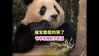 fubao grand panda大熊猫福宝委屈的哭了，爷爷也擦起了眼泪，还好及时发现了端倪