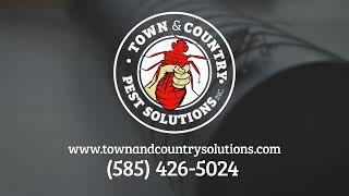 Town And Country Pest Solutions | Unwanted Invaders - 1