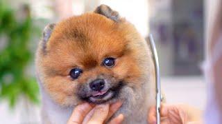 Pomeranian dog grooming ️Teddy bear style haircut!