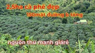 Bán 2,5ha cà phê nguồn thu mạnh,150m mặt đường bê tông gần trung tâm giá rẻ lh 0366592989