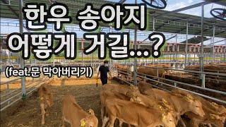 (웅부장)한우 송아지를 위한 칸막이 설치 ep.10