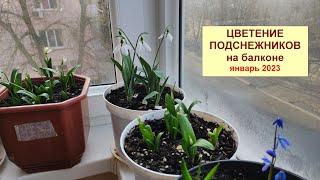 Цветущий подснежник зимой. Цветы подснежники дома на балконе в горшке.  Январь 2023.