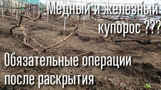 ОБЯЗАТЕЛЬНО СДЕЛАЙТЕ ЭТО СРАЗУ ПОСЛЕ РАСКРЫТИЯ. СУХАЯ ПОДВЯЗКА ВИНОГРАДА, ПЕРВЫЕ ОБРАБОТКИ