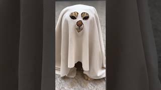 The Smartest Cat Ever 