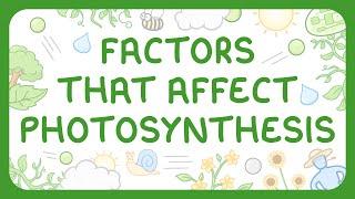 GCSE Biology - Factors Affecting the Rate of Photosynthesis | Limiting Factor Graphs