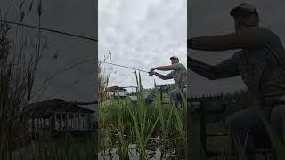 Потужне клювання Карася #фідер #fishing