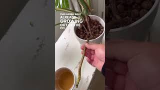 Grow roots faster with this viral plant hack #shorts #plantshorts #houseplants #plants #monstera