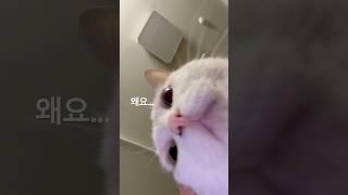 말 잘알아듣는게 거의 사람이야..