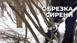 Обрезка сирени. Основные правила