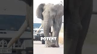 Elephant in Musth is the Most Dangerous One! #animals #africanelephant