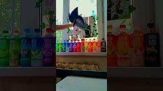 тгк: уголок трёхцветиков #тгк  #бумажныедраконы #бумажноеоброзование #мисциркуль #фрэшбар #рек