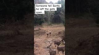 I’ll take just one #viralvideo #shorts #short #shortsvideo #viralshorts #funny #fyp #hunting
