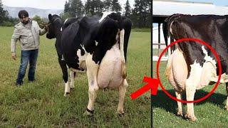 9 Highest Milk Producing Cow Breeds for Your Dairy Farm | Best Cow Breeds for Milk Around The World