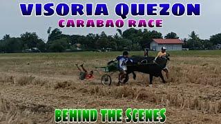 Ep. 41, BUHAY BUKID Karera ng kalabaw sa visoria quezon behind the scenes