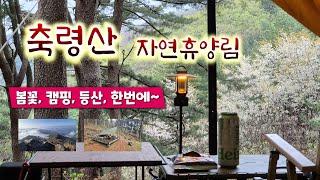 봄꽃과 함께 데크 캠핑 | 축령산자연휴양림 산책