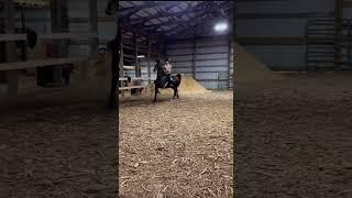 motion girl  #asb #saddleseat #lhra #eq #fypviralシ