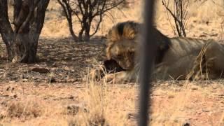 Lions eating||  Meatball & Gobbelina at Naankuse