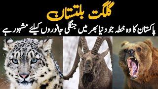 Wildlife of Gilgit Baltistan | Documentary about Wild Animals of Deosai and Khunjerab National Parks