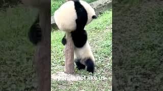 Panda not like us