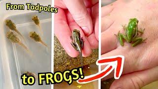 Raising Tadpoles To FROGS